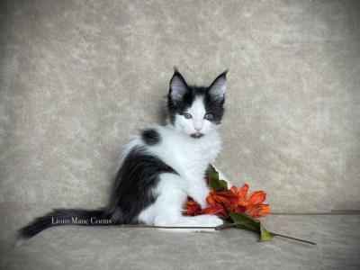 Cannoli - Maine Coon - Gallery Photo #1