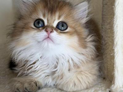 British Longhair Golden Girl - British Shorthair - Gallery Photo #1