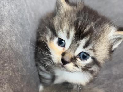Calico Munchkin Cali - Munchkin - Gallery Photo #1