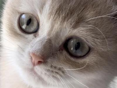 Toffee - British Shorthair - Gallery Photo #1