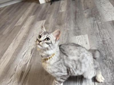 Koda - Highlander - Gallery Photo #1
