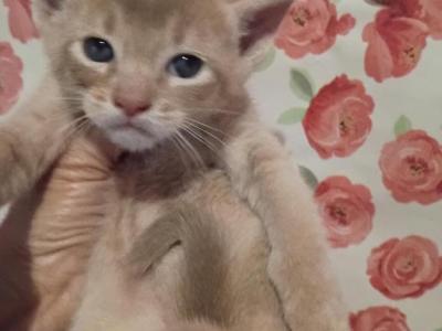 Tickle Me Fawn - Abyssinian - Gallery Photo #1