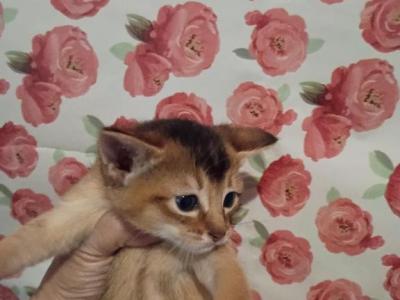 Ruddy Dancing Junebug - Abyssinian - Gallery Photo #1