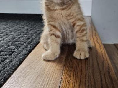 No Assigned Names - Domestic - Gallery Photo #1