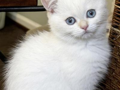 Cloud - British Shorthair - Gallery Photo #1