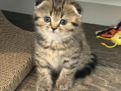 Lovey Female Scottish Fold - Scottish Fold - Gallery Photo #1