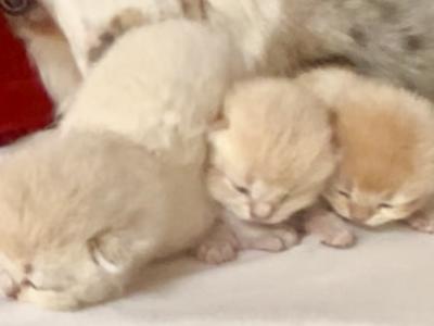 3 Flkitten1 - British Shorthair - Gallery Photo #1