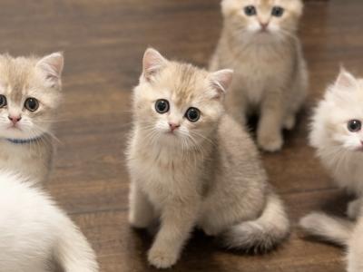 Pepper - British Shorthair - Gallery Photo #1