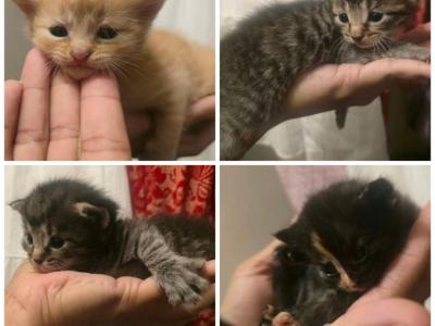 Domestic Long Hair Kittens - American Longhair - Gallery Photo #1