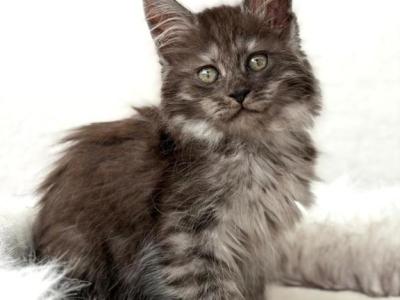 Stormi - Maine Coon - Gallery Photo #1