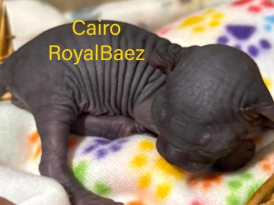 The Enchanted Litter - Sphynx - Gallery Photo #1