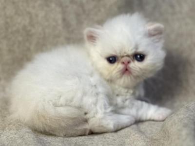 MIL20 CFA Flame Point Male - Himalayan - Gallery Photo #1