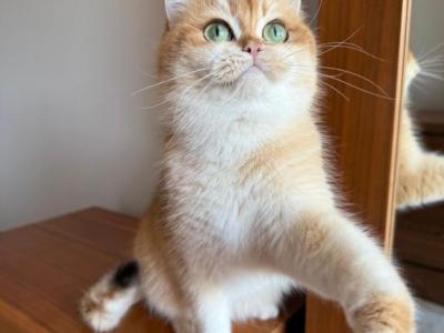 Quincy - British Shorthair - Gallery Photo #1