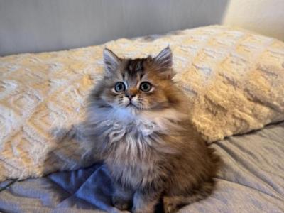 Budulai - British Shorthair - Gallery Photo #1