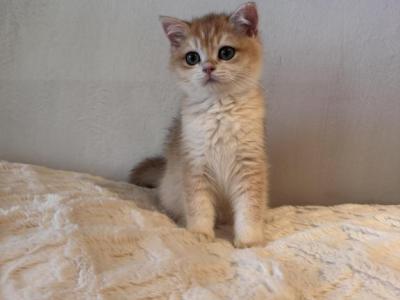 Vineta - British Shorthair - Gallery Photo #1