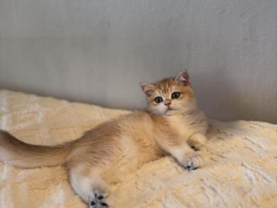 Vineta - British Shorthair - Gallery Photo #1