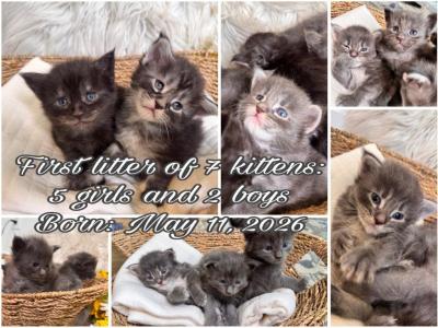 The Big Paw Club - Maine Coon - Gallery Photo #1