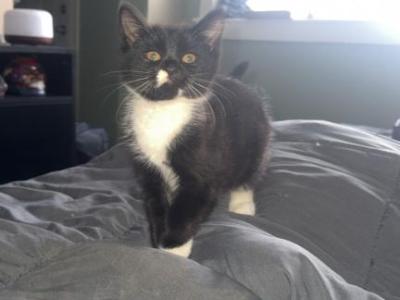 Himayalan Russian Blue Mix - Domestic - Gallery Photo #1