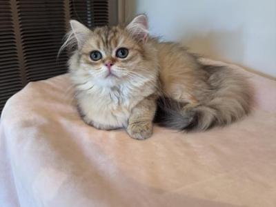 Jujia - British Shorthair - Gallery Photo #1