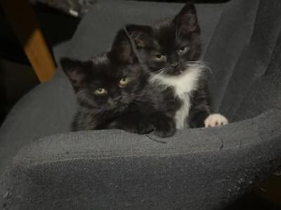 Three Kittens Available - Himalayan - Gallery Photo #1