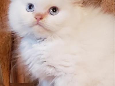 Faith's Babies - Ragdoll - Gallery Photo #1