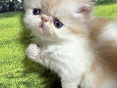 Buzz - Persian - Gallery Photo #1