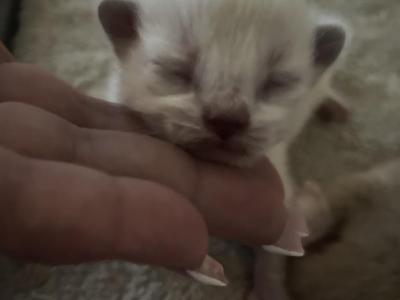 RESERVED 1 Available Kats Ravishing Ragdolls - Ragdoll - Gallery Photo #1