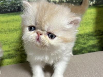 Woody - Persian - Gallery Photo #1