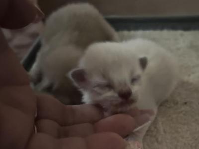 RESERVED 1 LEFT KATS RAVISHING RAGDOLLS - Ragdoll - Gallery Photo #1