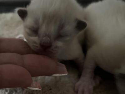 1 Female Kitten Kats Ravishing Ragdolls - Ragdoll - Gallery Photo #1