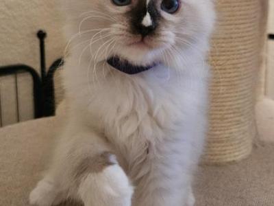 Charlie - Ragdoll - Gallery Photo #1