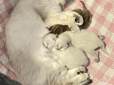 New Babies - British Shorthair - Gallery Photo #1