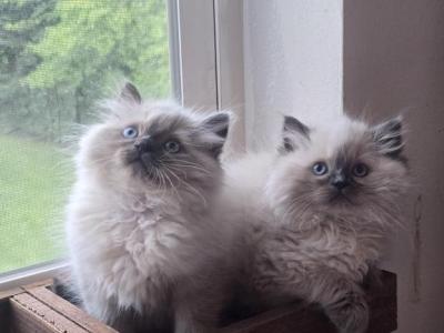 Milo And Willows - Ragdoll - Gallery Photo #1
