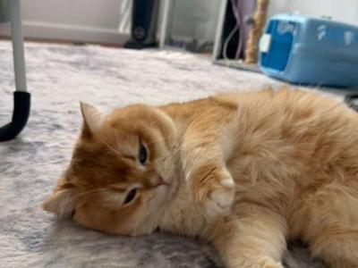 Peach - British Shorthair - Gallery Photo #1