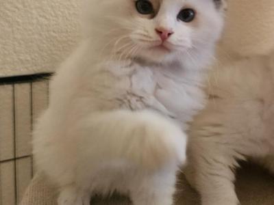 Jamie - Ragdoll - Gallery Photo #1