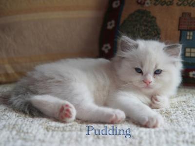 Pudding - Ragdoll - Gallery Photo #1