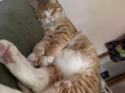 Pilo - Domestic - Gallery Photo #1