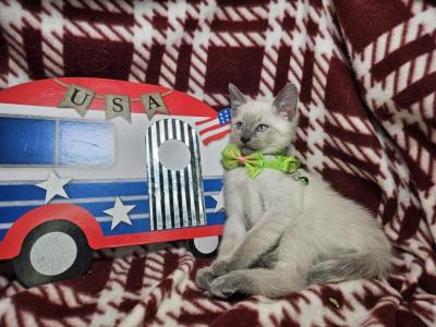 Lavender 1 Male - Siamese - Gallery Photo #1