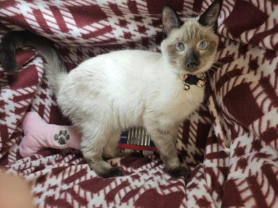 Siamese F Seal Point - Siamese - Gallery Photo #1