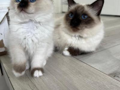 Birman Archie - Birman - Gallery Photo #1