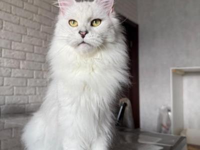 Queen - Maine Coon - Gallery Photo #1