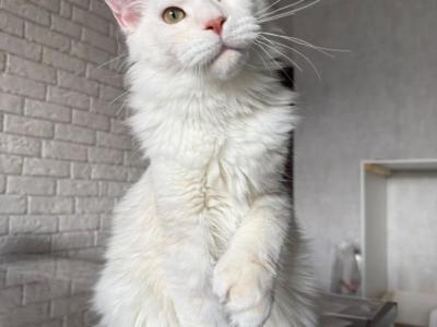 Favorite - Maine Coon - Gallery Photo #1