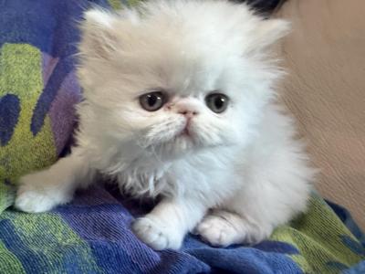 Persian Exotic Longhair Male - Persian - Gallery Photo #1