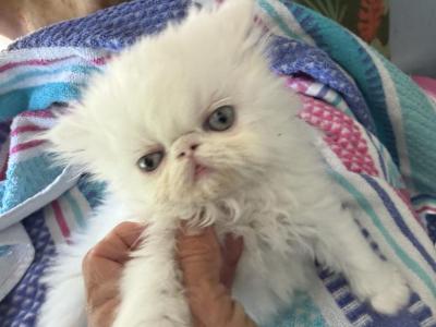 Persian Solid White Female Exotic - Persian - Gallery Photo #1