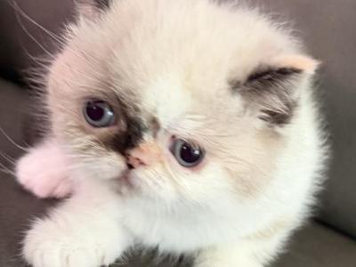 Exotic Himalayan Tortie Female - Exotic - Gallery Photo #1