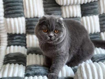 Felisia - Scottish Fold - Gallery Photo #1