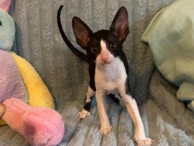 Black White Boy SOLD - Cornish Rex - Gallery Photo #1