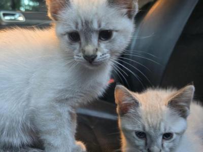 Lynx Point Siamese Kittens - Siamese - Gallery Photo #1