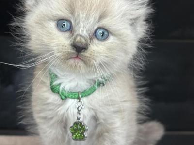 Green Collar - Ragdoll - Gallery Photo #1