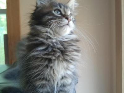 Apollo - Maine Coon - Gallery Photo #1